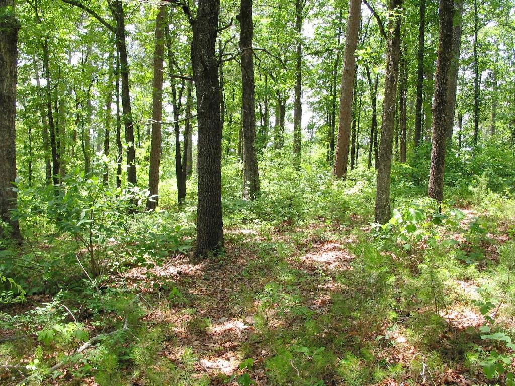 Photo_Forest