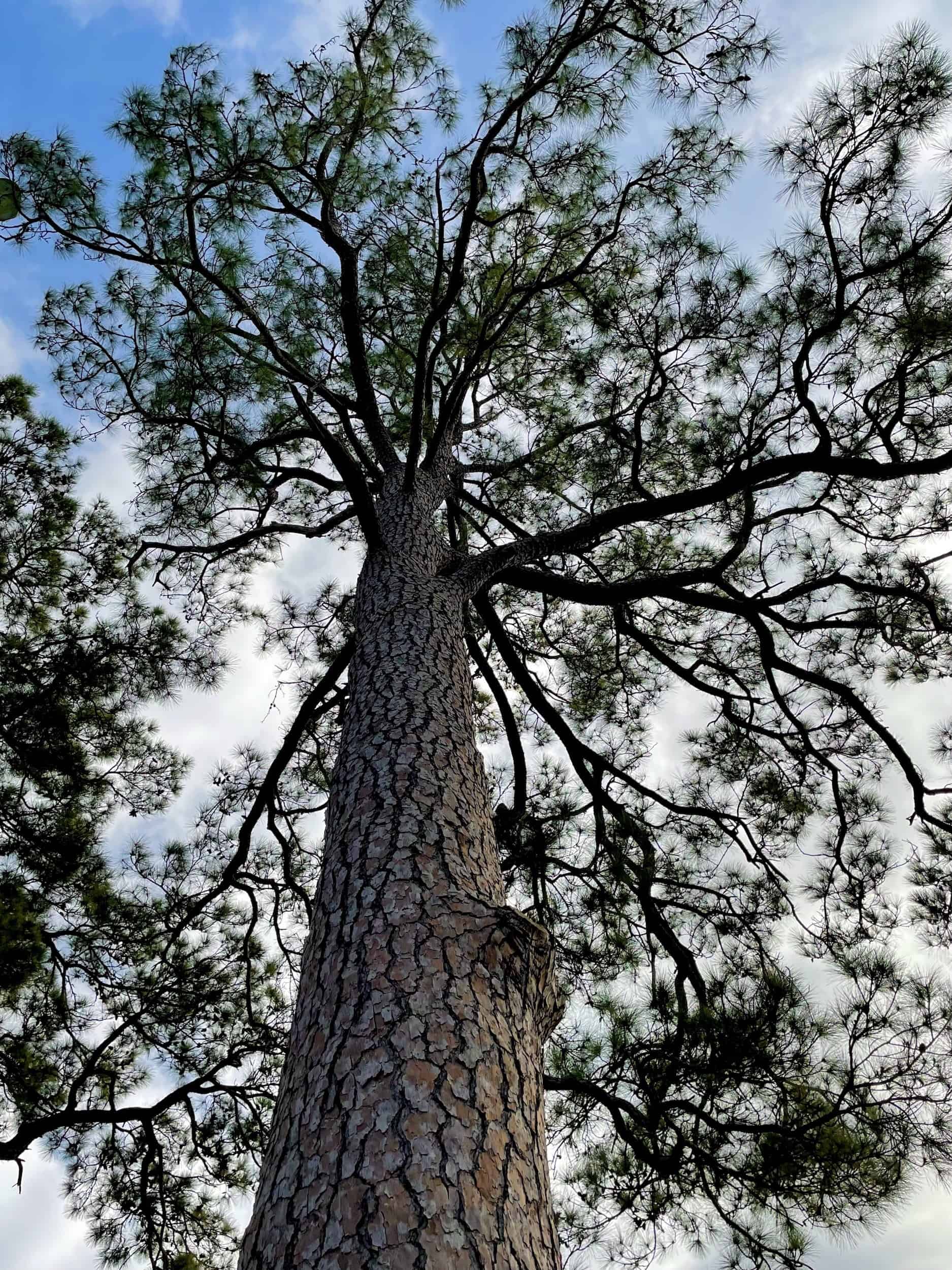pine tree