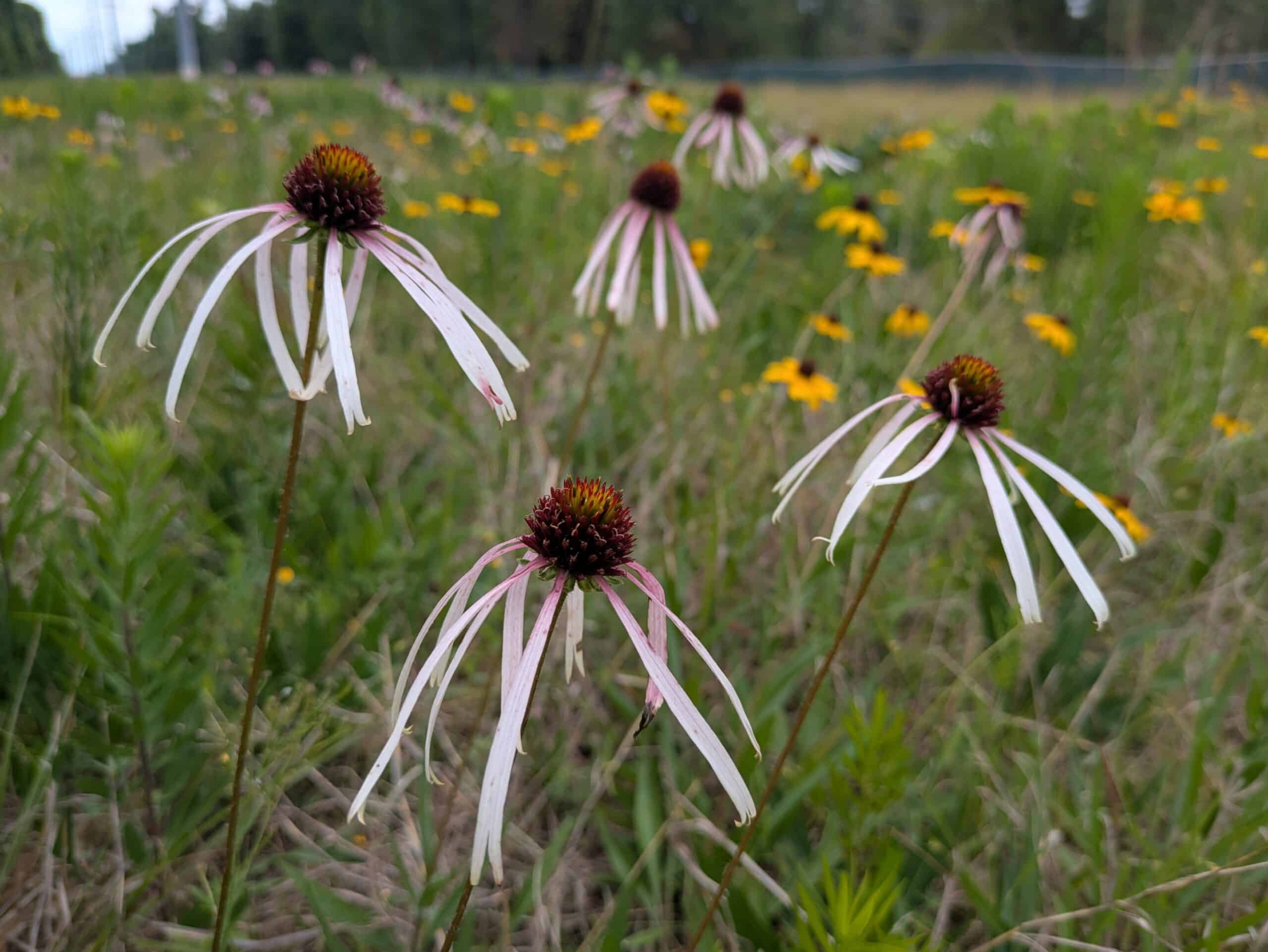 202605_NH_PrairieEasement_Maintenance