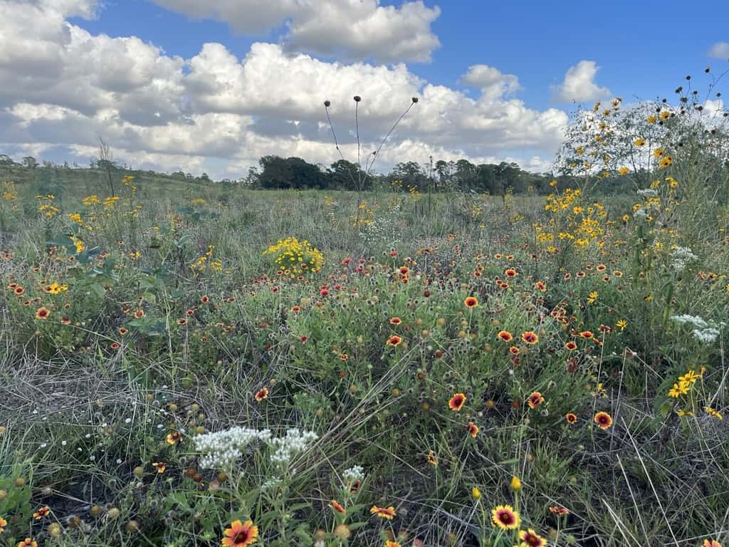 202310_WolffPrairie_flowering forbs