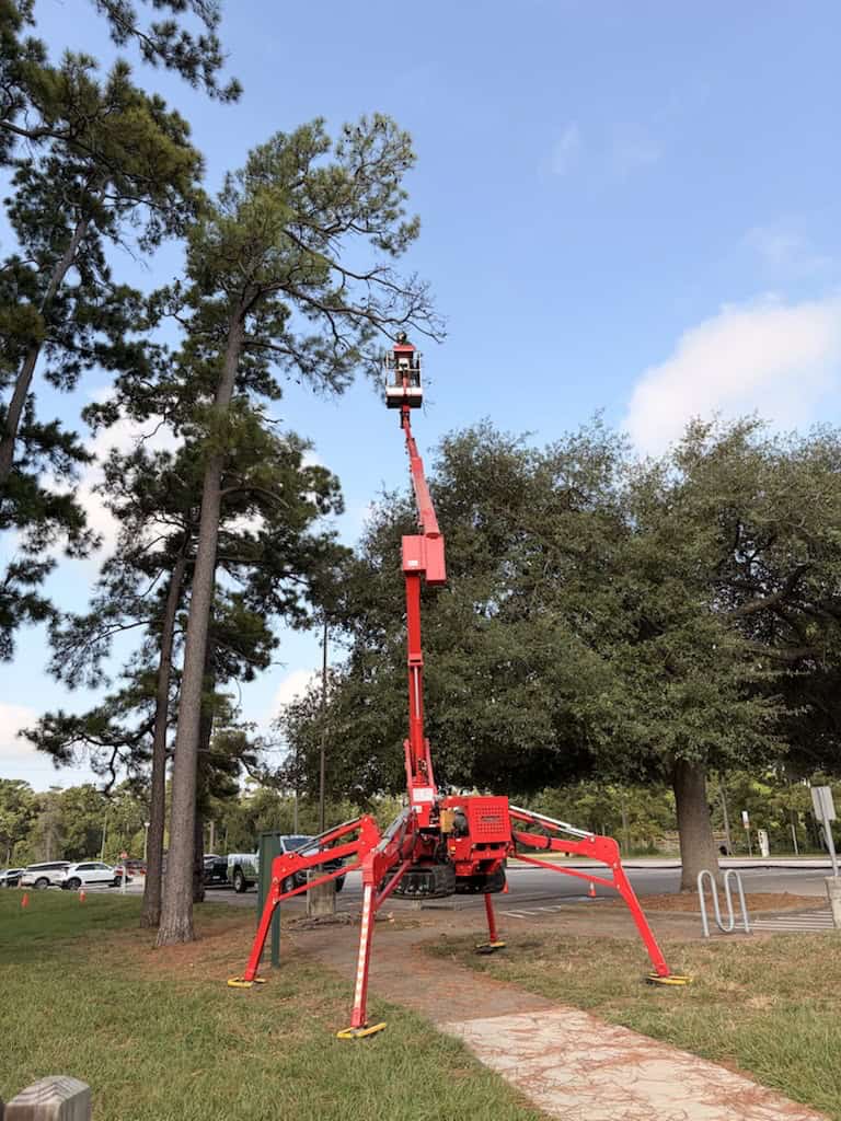 202607_Arbor_Lift Dead Branch Removal