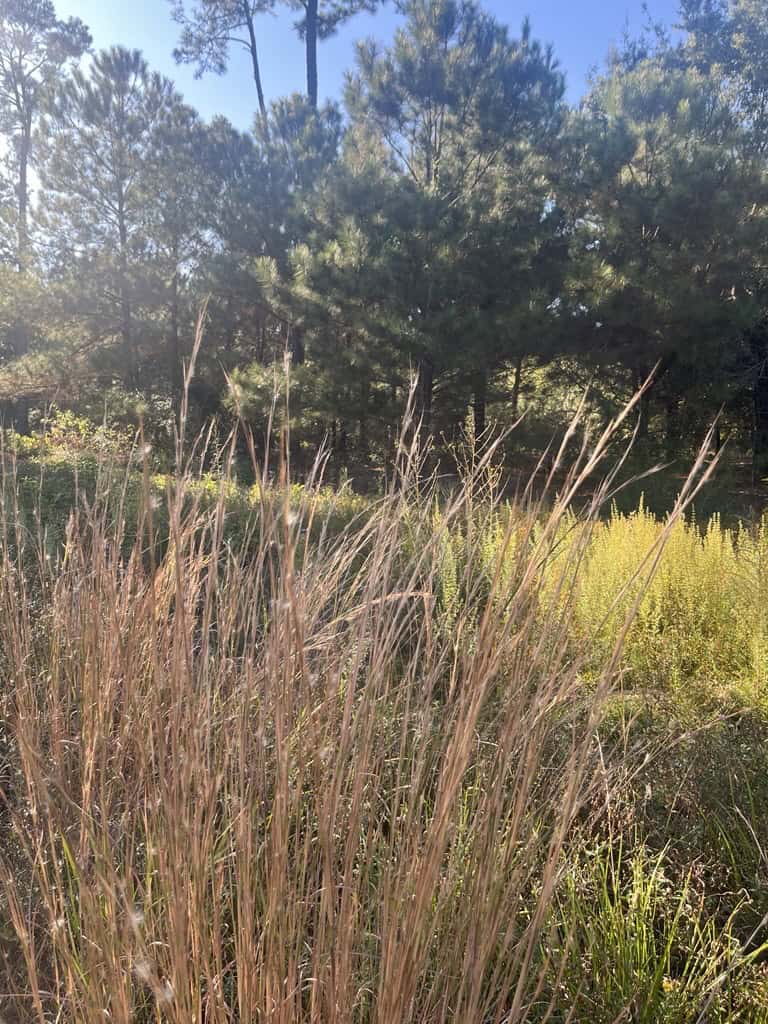 SavannaLittle blue stem grasses